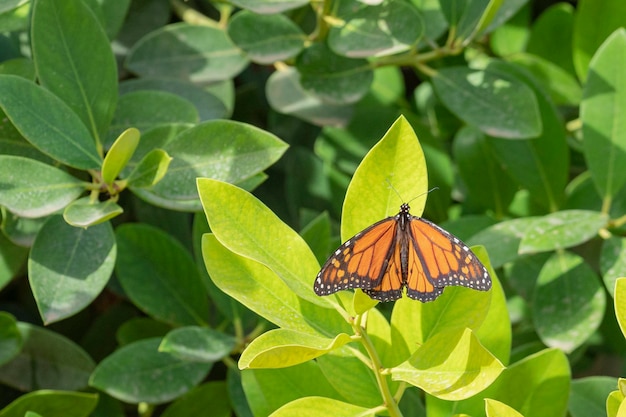 Mariposa monarca o monarca (Danaus plexippus) Málaga, España