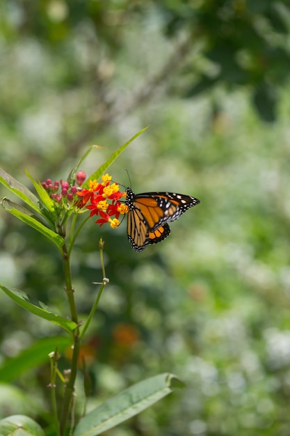 Una mariposa monarca se posa en una flor multicolor en el campo.