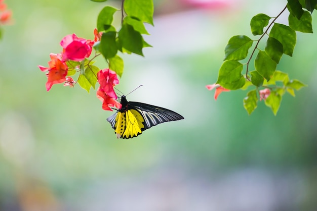 Una mariposa monarca posada sobre flores de buganvillas amarillas y naranjas bebiendo néctar.