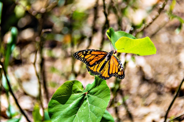 Mariposa monarca sobre hojas verdes en el jardín.