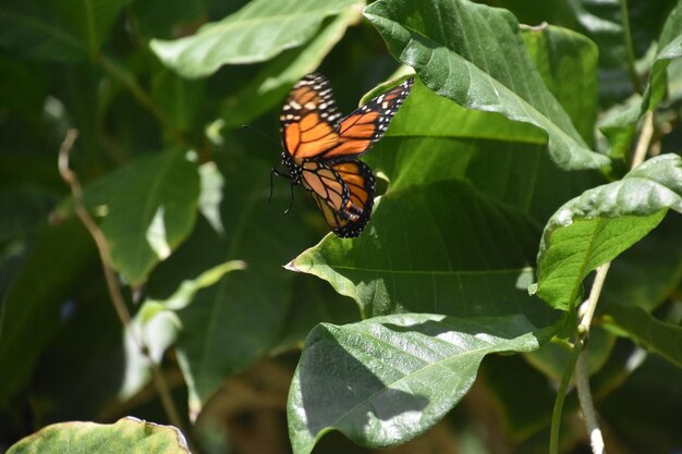 Mariposa monarca volando en un jardín