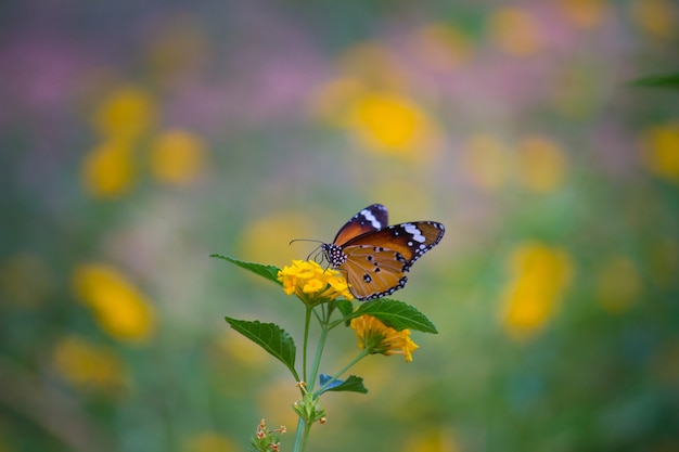 Mariposa monarca