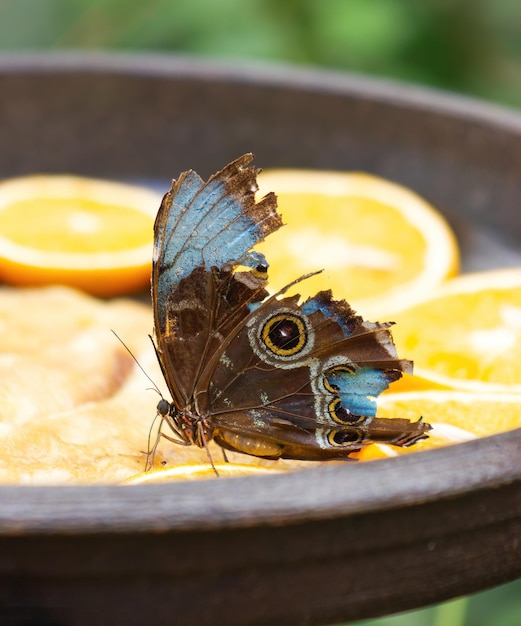 Mariposa morfo azul con alas rotas alimentándose de frutas en una casa de mariposas. Morfo peleides