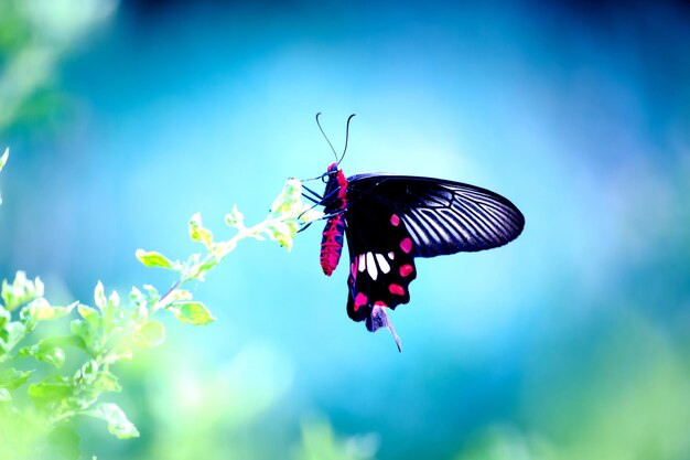 Una mariposa mormona común Papilio polytes descansando sobre una planta de flores durante la primavera