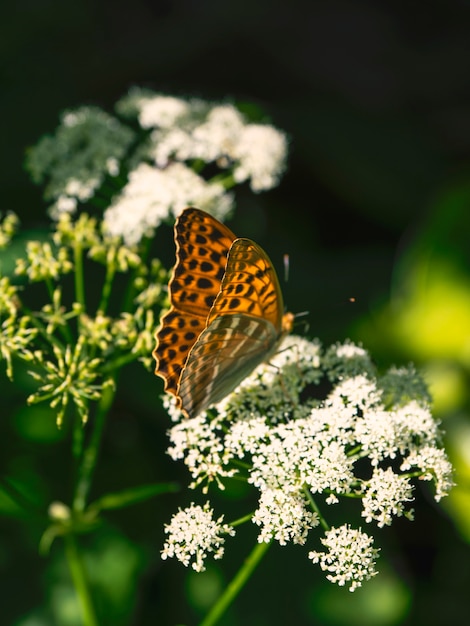 Mariposa nacarada grande anaranjada brillante que se sienta en una flor blanca contra hierba verde borrosa. De cerca.