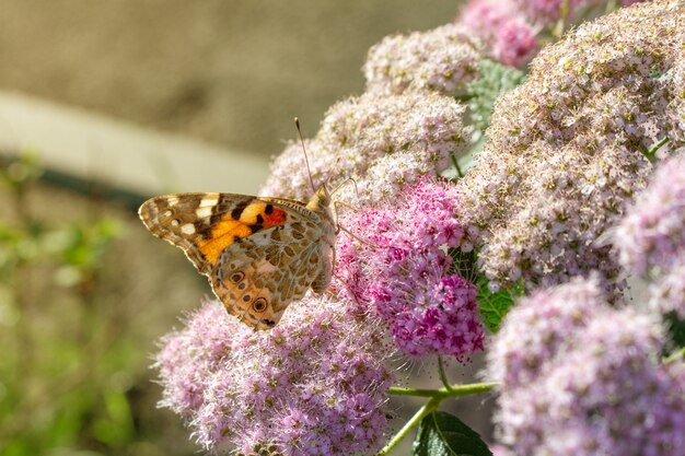 Mariposa naranja alimentándose de la flor de cerca el enfoque selectivo