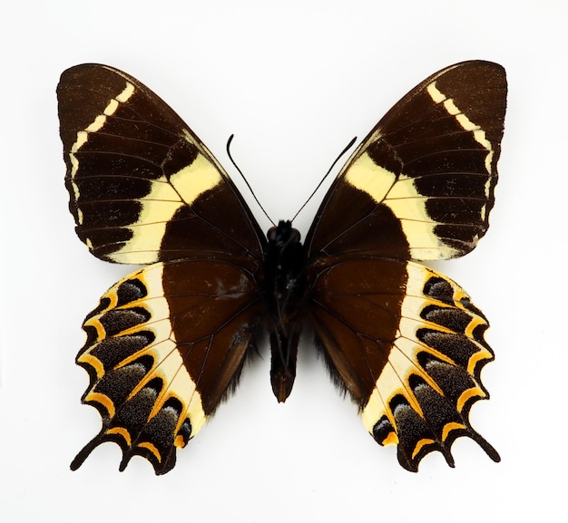 Mariposa naranja amarilla negra aislada en blanco. Papilio garamas upside macro close up, colección