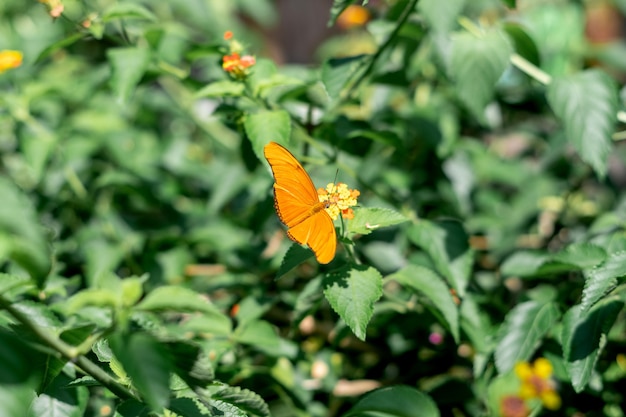 Una mariposa naranja brillante Julia Heliconian o Dryas Julia