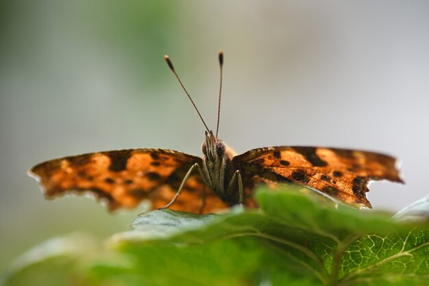 La mariposa naranja está en la hoja verde.