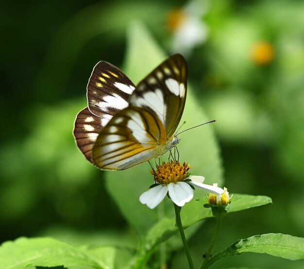 Mariposa naranja en flor en el jardín