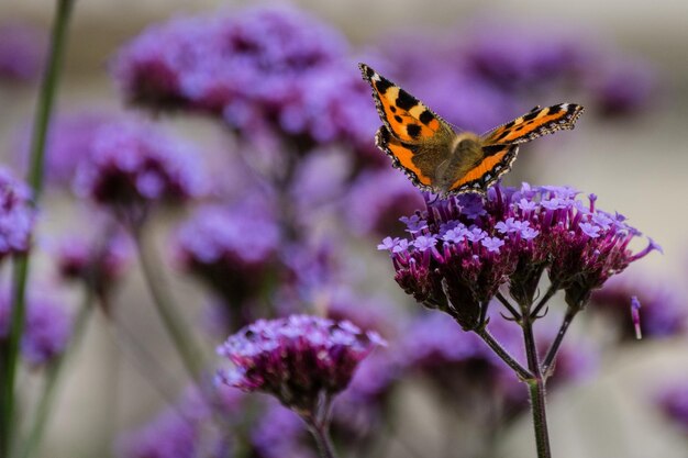 Mariposa naranja en flores púrpuras