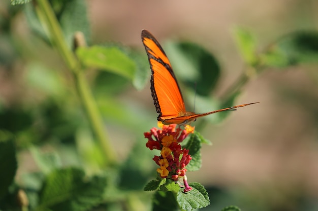 Mariposa naranja y negra en una planta.