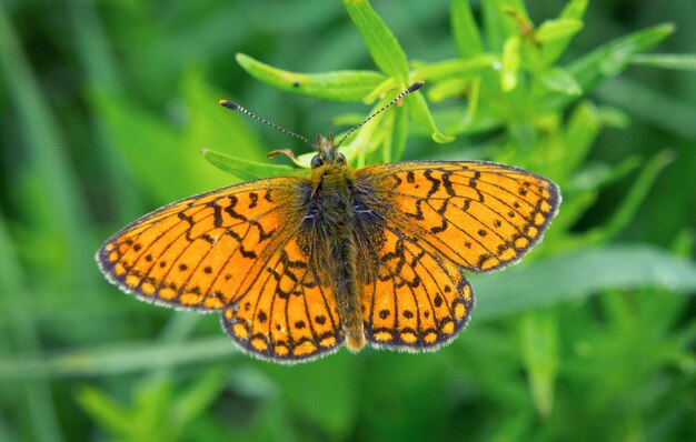 Una mariposa naranja sobre un fondo verde sentada sobre una hoja de Melitaea athalia