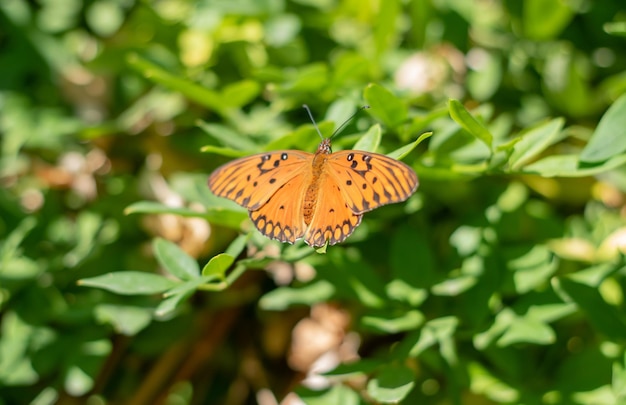 Mariposa naranja sobre fondo verde