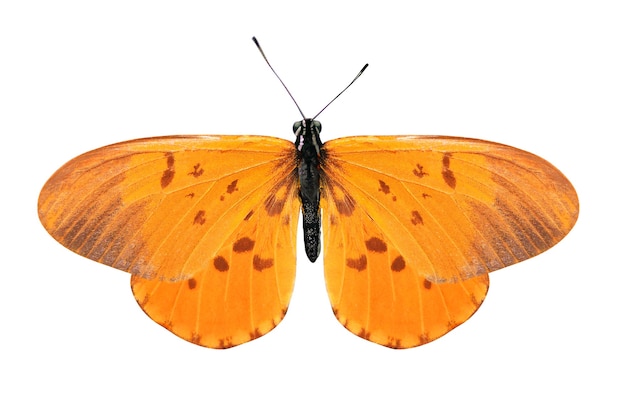 Mariposa naranja tropical aislado en blanco