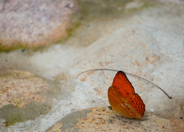 Mariposa naranja