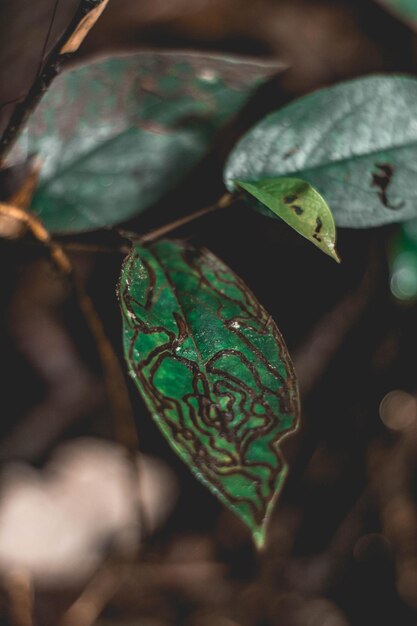 La mariposa de la naturaleza, los insectos naturales, la montaña verde.