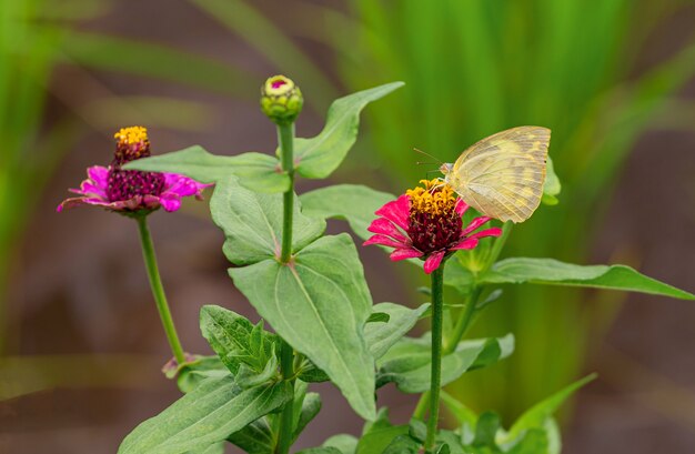 Mariposa en naturaleza verde