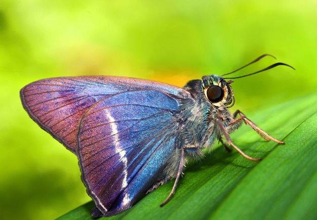 Mariposa en la naturaleza verde