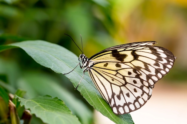 mariposa en la naturaleza