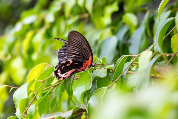 mariposa en la naturaleza