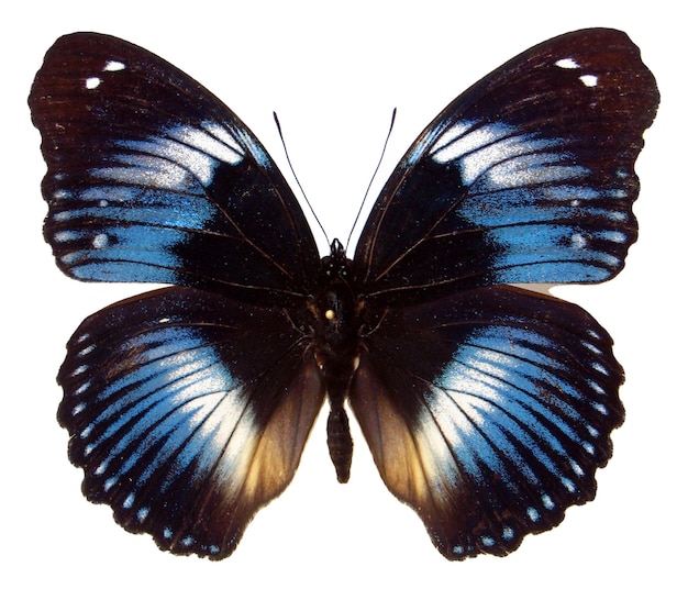 Mariposa negra azul Hypolimnas monteironis aislada en blanco para impresión, diseño, arte. Recopilación
