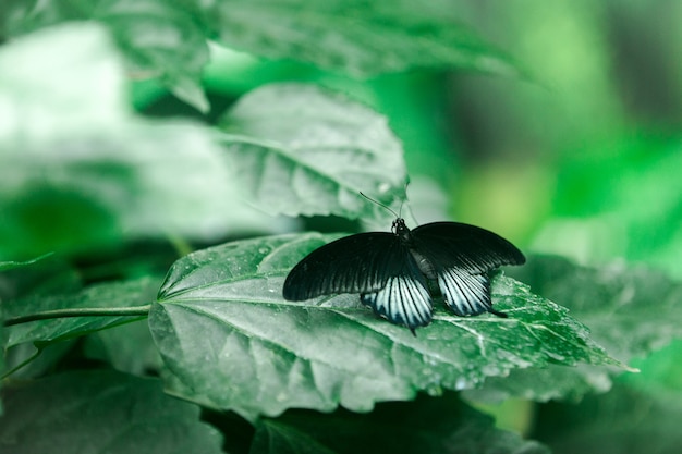 Mariposa negra en bosque tropical de cerca