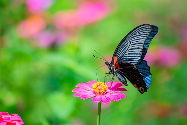 Mariposa negra en colores brillantes del Zinnia rosado en jardín.