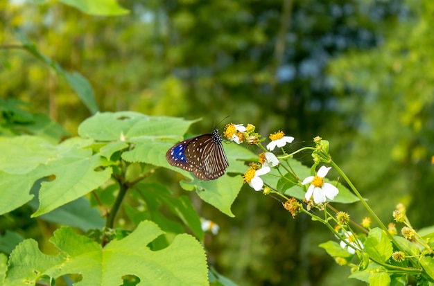 Mariposa negra en las flores blancas de una pilosa de Bidens en el jardín.