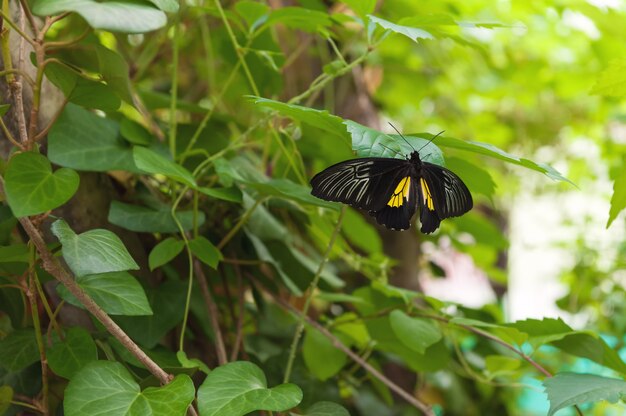 Mariposa negra grande en hoja verde