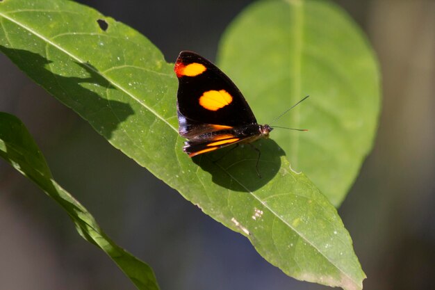 Mariposa negra con manchas naranjas en una hoja