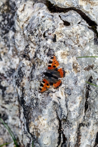 una mariposa negra y naranja camuflada en una roca