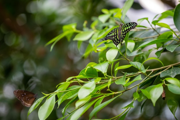 Foto una mariposa negra con puntos verdes se sienta en hojas verdes cerca hay una mariposa negra núcleo rayado