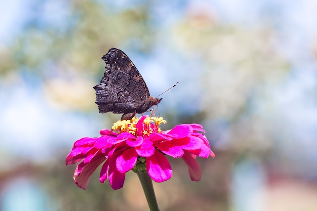 Mariposa negra sentada sobre una flor rosa