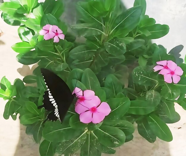 Foto una mariposa negra sobre una flor rosa.