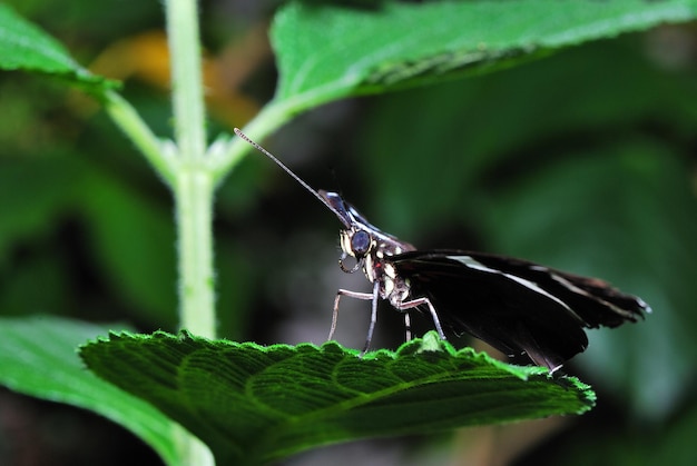 Mariposa negra