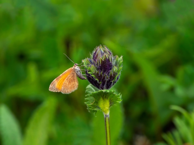 Mariposa nocturna naranja Stamnodes danilovi Larentiinae se sienta de la flor Altai región Siberia