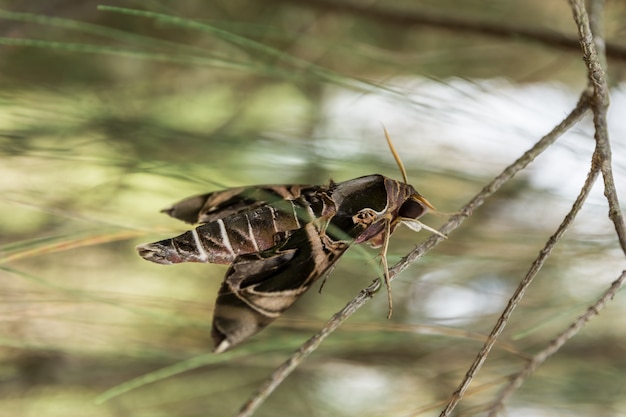 Foto mariposa nocturna (polilla)