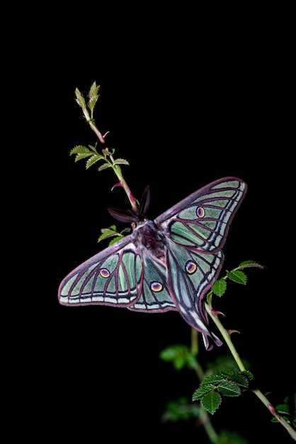 Mariposa nocturna posando en una rama