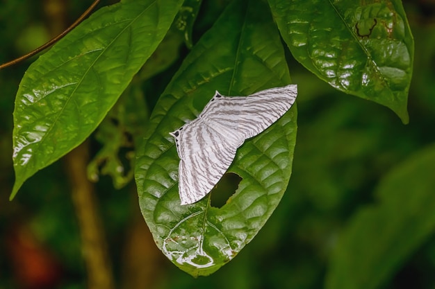 Foto mariposa nocturna