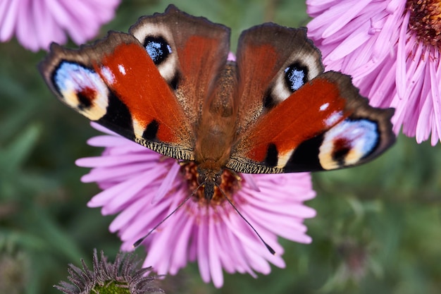 La mariposa ojo de pavo real (lat. Aglais io) recoge el néctar de las flores.