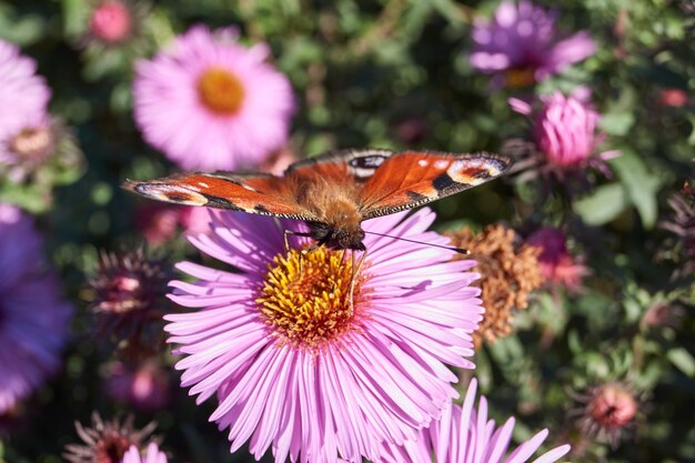 Foto la mariposa ojo de pavo real (lat. aglais io) recoge el néctar de las flores.