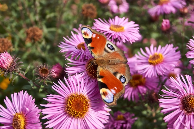 La mariposa ojo de pavo real (lat. Aglais io) recoge el néctar de las flores.