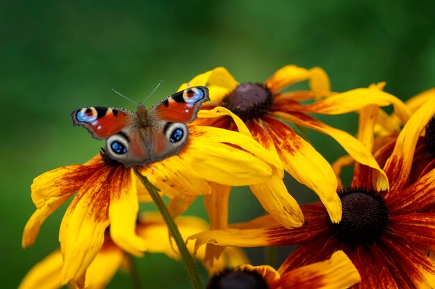 Mariposa ojo de pavo real, sentado en la flor rudbeckie