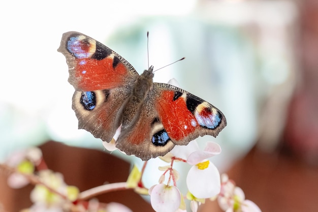 La mariposa del ojo del pavo real se sienta en una flor blanca