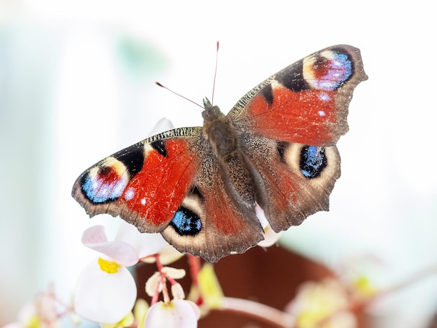 La mariposa del ojo del pavo real se sienta en una flor blanca