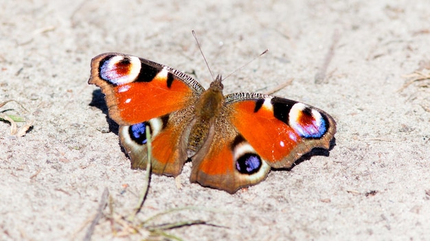 una mariposa con ojos azules y una mariposa roja y negra