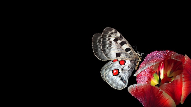 Una mariposa con ojos rojos y un corazón rojo en la espalda.