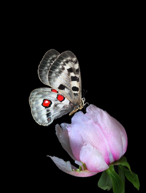 Una mariposa con ojos rojos y un corazón rojo a un lado.