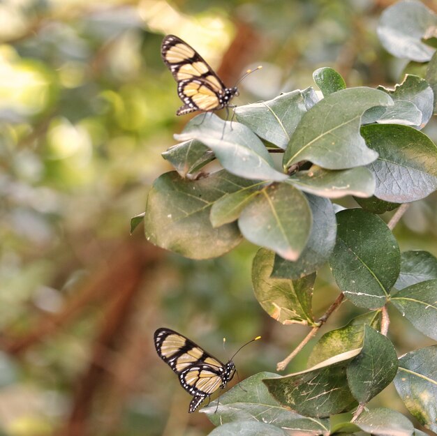 La mariposa de olor Manaca, Brunfelsia uniflora, es una planta brasileña de origen Mata Atlántica.